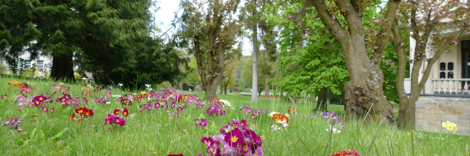 Blütenstand im Frühsommer